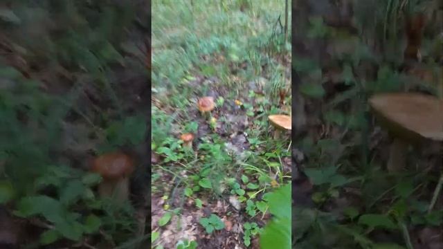 белые грибы как в сказке