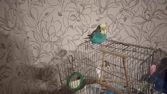 Волнистый попугай чирикает смотреть онлайн