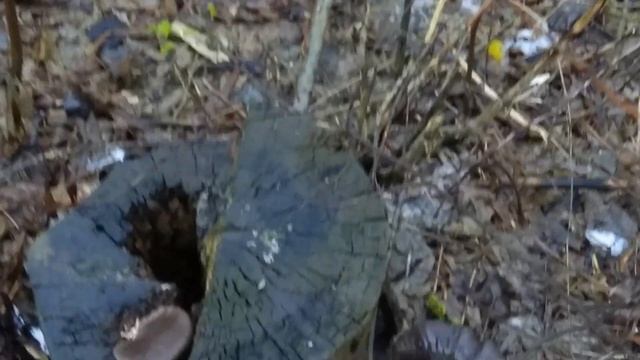 грибы на деревьях в ноябре