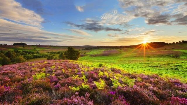 "Про коника та цвіркуна" 🌿Джон Кітс Світова література 5 клас Волощук Є. смотреть онлайн