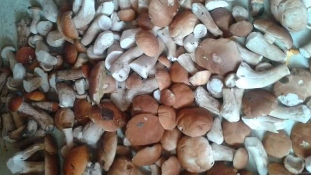 УРА-ГРИБЫ ПОШЛИ!!!!!!!!!!!!!!!!!!!(2019г-2ч) смотреть онлайн