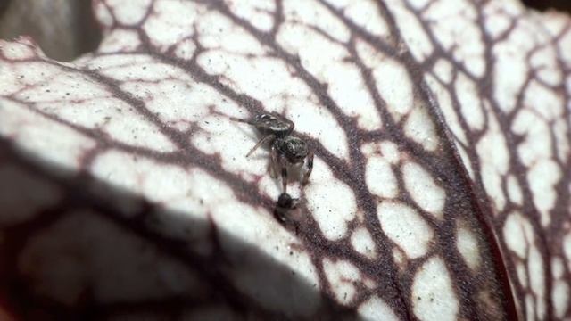 Tiny jumping spider devouring gnat смотреть онлайн