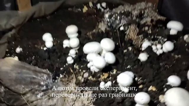 Вирощування Грибів Домашні Печериці! ✨ Як самостійно виростити гриби вдома?  3 частина | Грибочки U