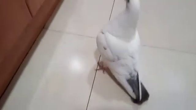 Голубка Федя передаёт привет) смотреть онлайн