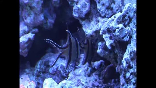 Banggai Cardinalfish (Pterapogon kauderni) Courtship Dance смотреть онлайн