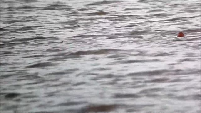 Ferruginous Pochard (Aythya nyroca) смотреть онлайн
