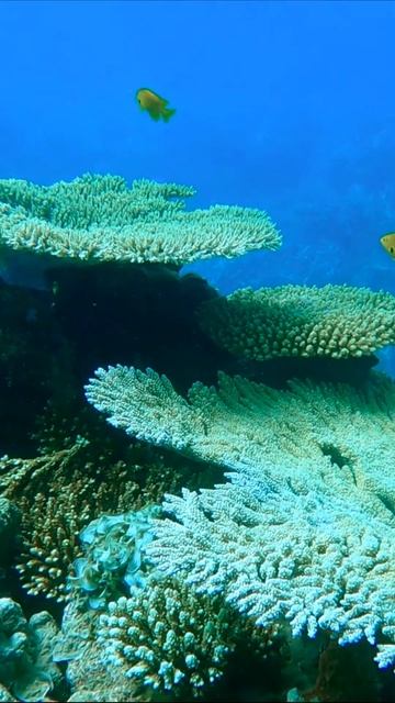 Underwater world tropical fish, coral reefs – 9 #shorts смотреть онлайн