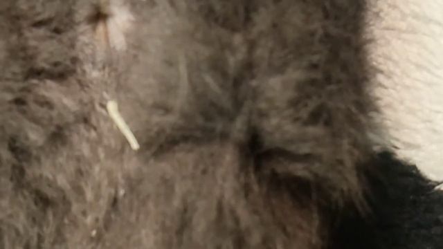 Parásitos dipilidium en gato. смотреть онлайн