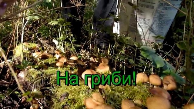 Всі на опеньки! смотреть онлайн