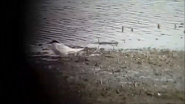 Little tern (Sterna albifrons) смотреть онлайн