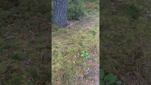 21.09.2020 Остров Койонсоаре. Грибы и ягоды.
