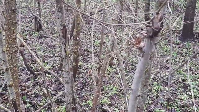 перші гриби - сморчки смотреть онлайн