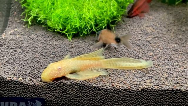 20 декабря 2023 г. смотреть онлайн