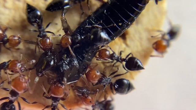 Formiche vs forficula auricularia (insetto forbice) смотреть онлайн
