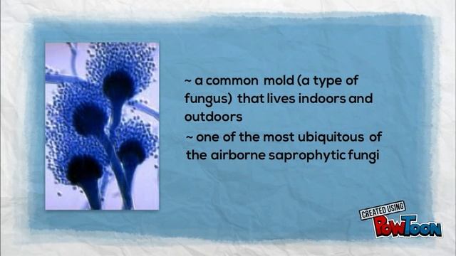 Aspergillus fumigatus смотреть онлайн