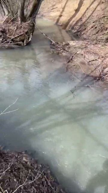 Речная долина #garlicfarm #чечня #грибы