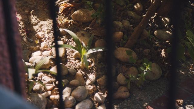 BMPCC 4K Film to Buttery Natural Rec 709 смотреть онлайн