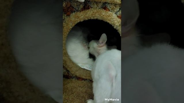 кошка Жемчужина роды. Роды кошки.🥰22июня 2024г. смотреть онлайн