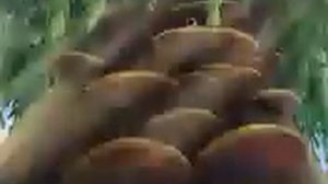 Лунтик 1 сезон 1 серия 1 наоборот