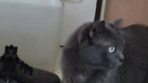 Наш клип под песню Симбочки "Выпусти меня погулять!"✨(Марина и Буся)@simb