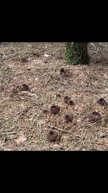 за СБОР ЭТОГО ГРИБА 👆 ШТРАФ ДО МИЛЛИОНА! САРКОСОМА ШАРОВИДНАЯ