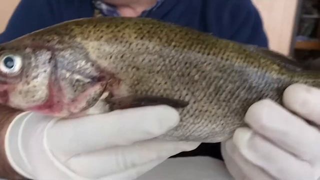 Otolitos de Perca Trucha (Lipùng) Percichthys trucha смотреть онлайн