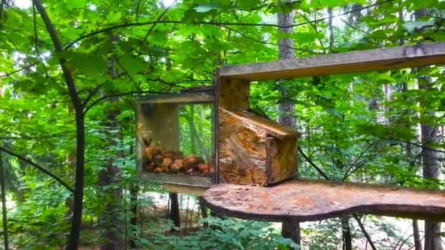 БАМ-Бабах! | Беличьи гонки и эмоции смотреть онлайн