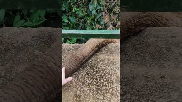 Слоны сходят с ума смотреть онлайн