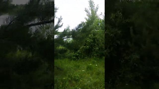 Первые маслята и просто хорошая прогулка по природе смотреть онлайн