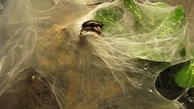 Funnel-web Spider (Linothele megatheloides) смотреть онлайн