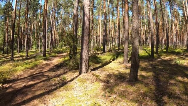Летний лес. Прогулка, поиск грибов. Summer forest. Walk, search for mushrooms. смотреть онлайн