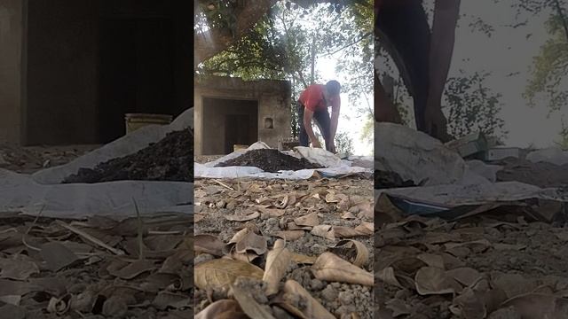 TRICHODERMA Viride 1.5%W.P Bnane Tarika