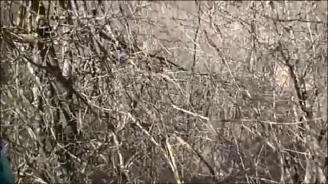 Un uscita a tartufi in montagna смотреть онлайн