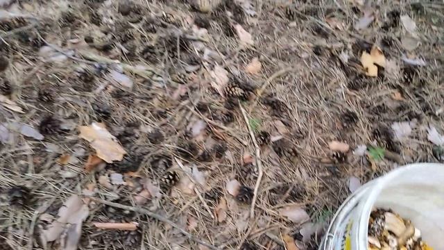 Походы за грибами в первой половине лета. Часть 2-я, июльская смотреть онлайн