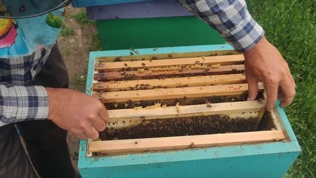 Как ЗАМЕНИТЬ ПРАВИЛЬНО ПЛОХУЮ ПЧЕЛИНУЮ МАТКУ И ПОДГОТОВИТЬ СЕМЬЮ К ЗАМЕНЕ иначе её убьют пчёлы ✅☝️🐝 смотреть онлайн