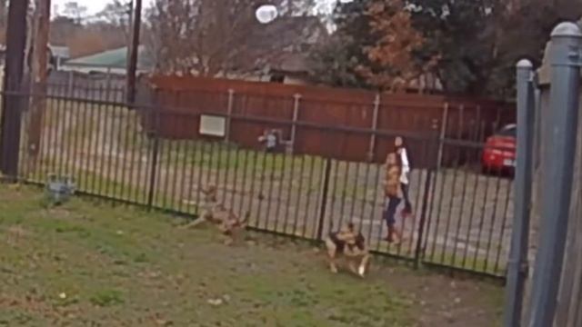 RING camera caught little girl throwing a bottle at my dogs смотреть онлайн
