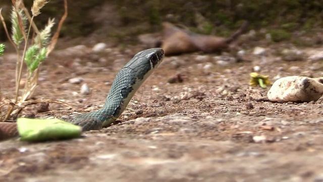 Šilac (Platyceps najadum) смотреть онлайн