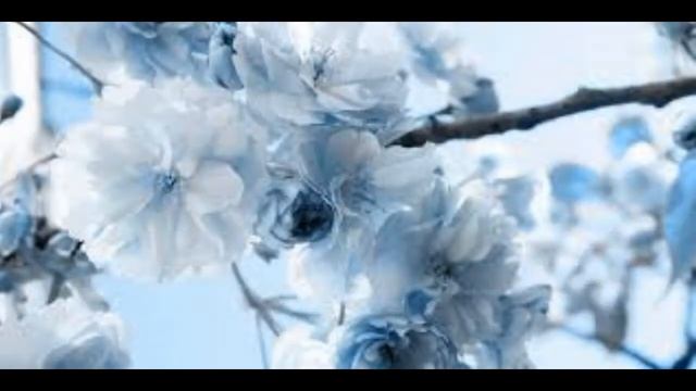 Bana Bir Gönül Bir De Ömür Borcun Var смотреть онлайн