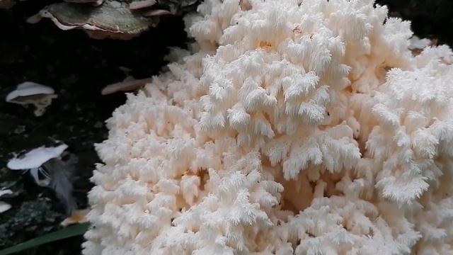 Грибной сезон: лесные находки