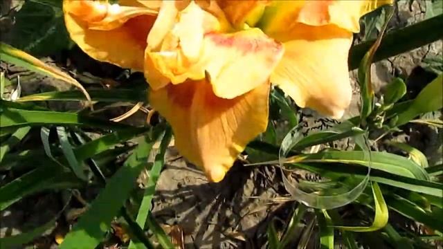 Ёрли Ёрли Трафл   махровый лилейник