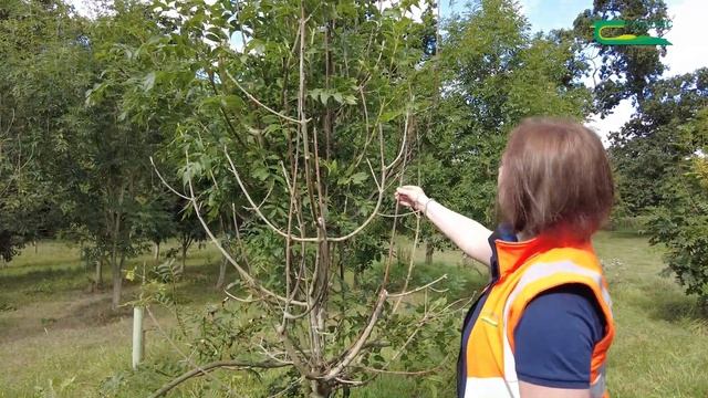 Managing Ash Dieback – Life Cycle And Symptoms