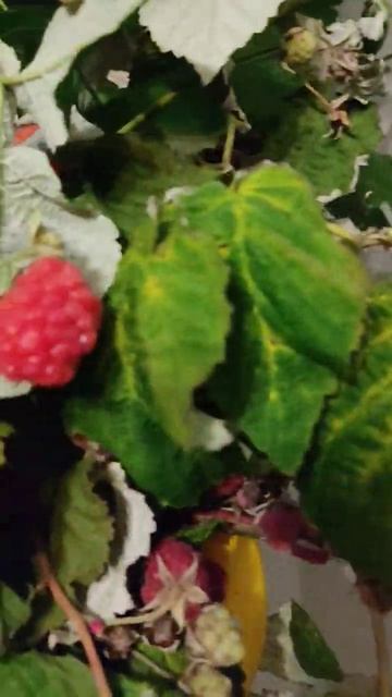 Малина краснеет на окошке смотреть онлайн