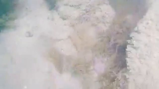 Sepia officinalis - mątwą zwyczajna смотреть онлайн