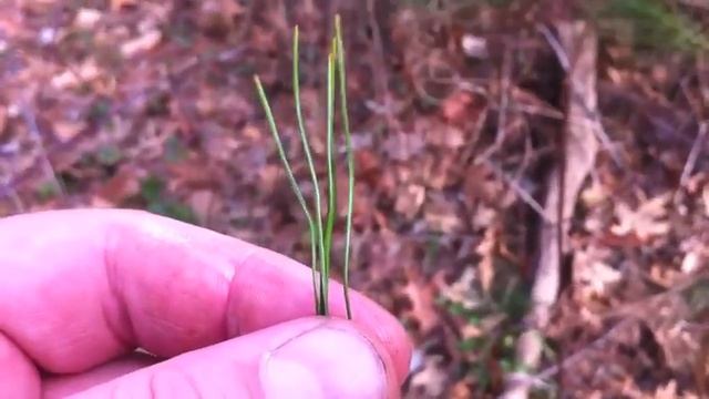 Грибы США Город Нью Йорк часть 6 смотреть онлайн