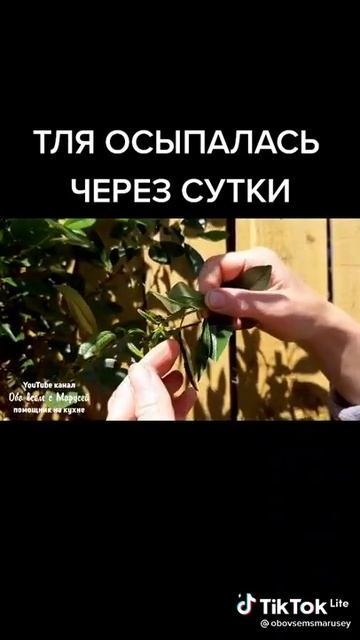 тля смотреть онлайн