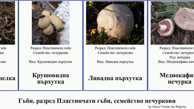 Гъби, разред Пластинчати гъби, семейство печуркови пърхутка сърнелка печурка сърнела fungus Whales смотреть онлайн