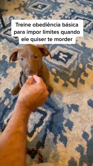 3 dicas pro seu cachorro filhote parar de morder #shorts смотреть онлайн