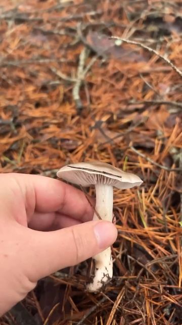 5 видов рядовок. Как отличить ядовитые?☠️😱 #зеленушка #skyforest1