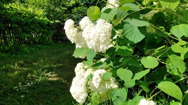 Первые ягоды в Белорусском лесу/приготовила творожный чизкейк на своей родине