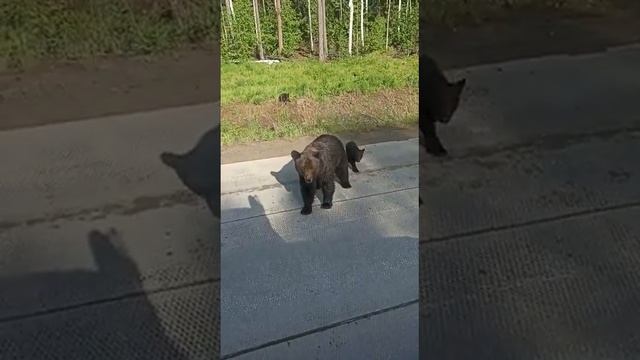 медведица с медважатами вышла на дорогу смотреть онлайн